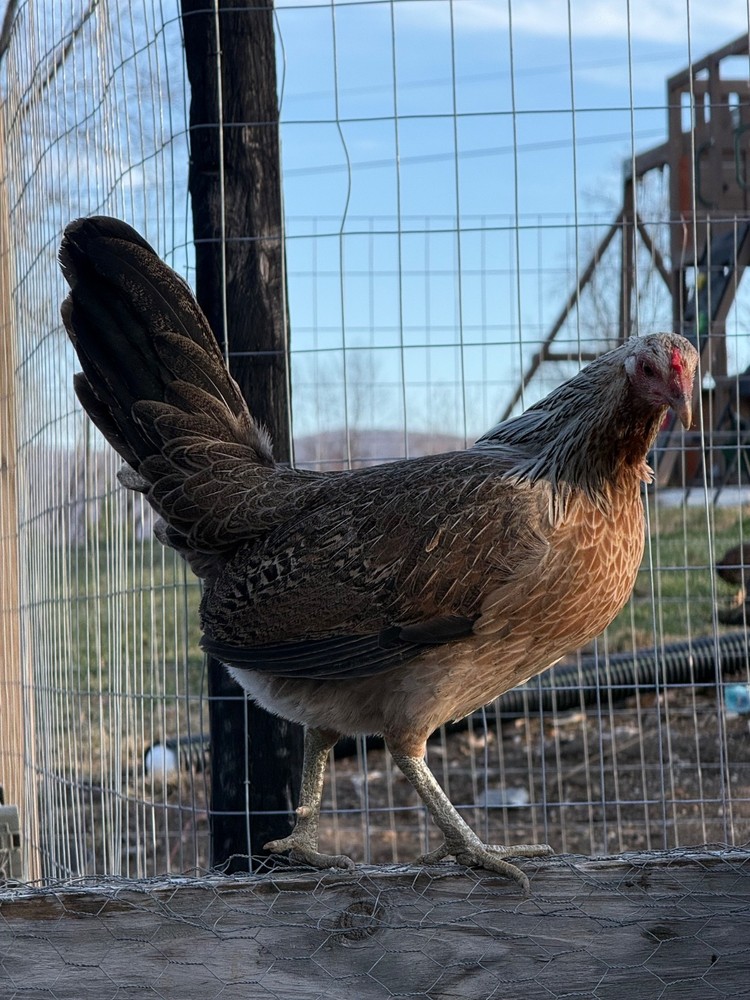 10+ Pure Harold Brown Grey Chicken Eggs