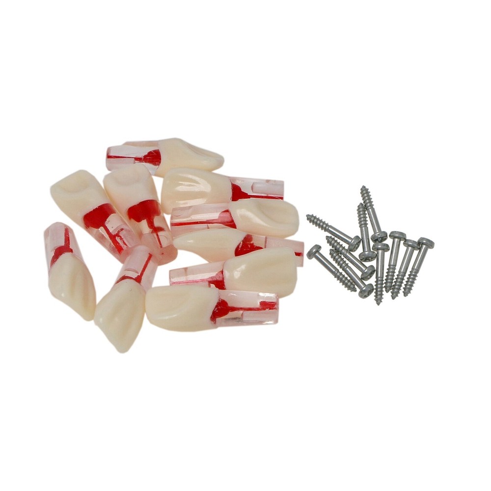 10Pcs Dental Endo Root Canal Teeth Model Study RCT Practice Typodont Model #8006