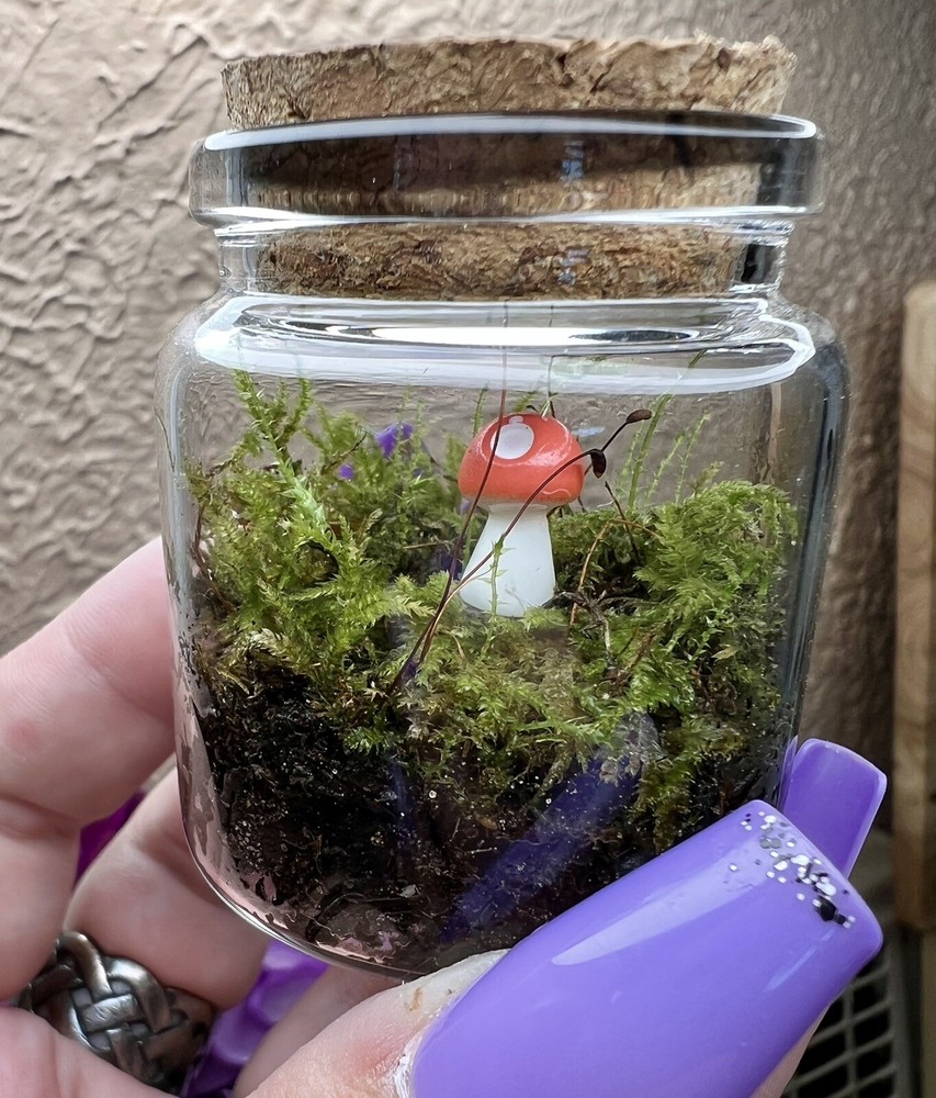 live moss terrarium