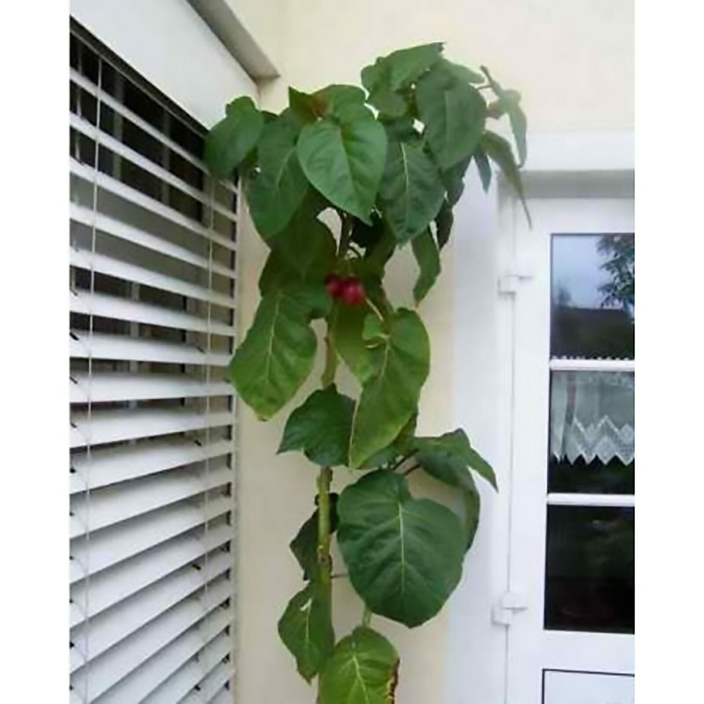 Tamarillo, (Tree Tomato), Cyphomandra betacea, Tree Seeds