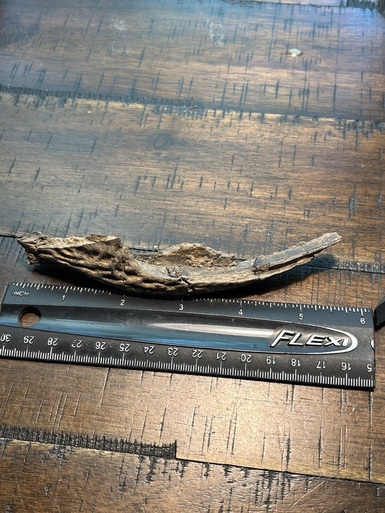 Crocodile Angular Lower Jaw Bone Dinosaur Age Fossil Hell Creek Form SD