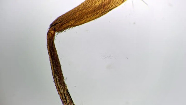 ABGIL Insect Legs Slides.