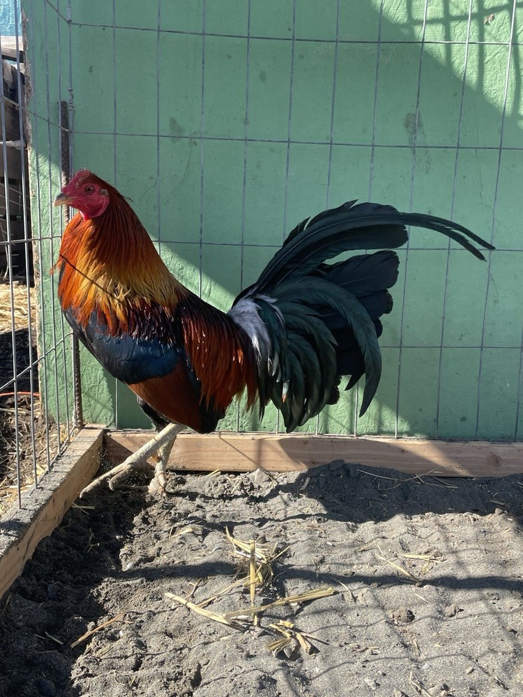 12+ Chicken Hatching Eggs