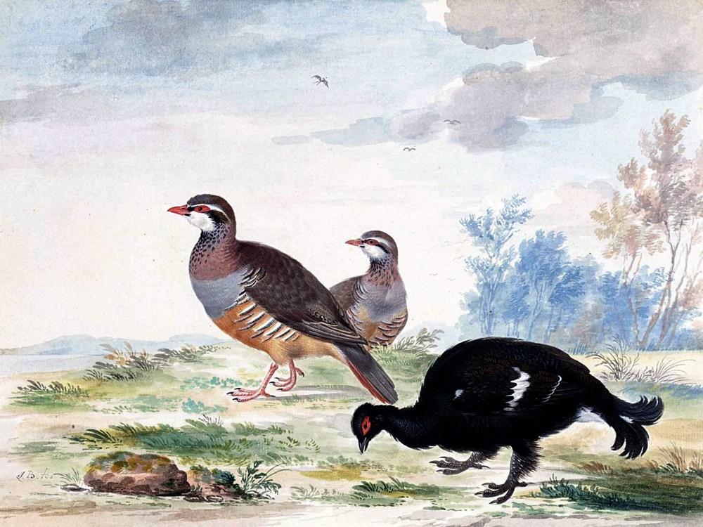 A BLACK GROUSE Accent Tile Mural Kitchen Bathroom Wall Backsplash 8x6