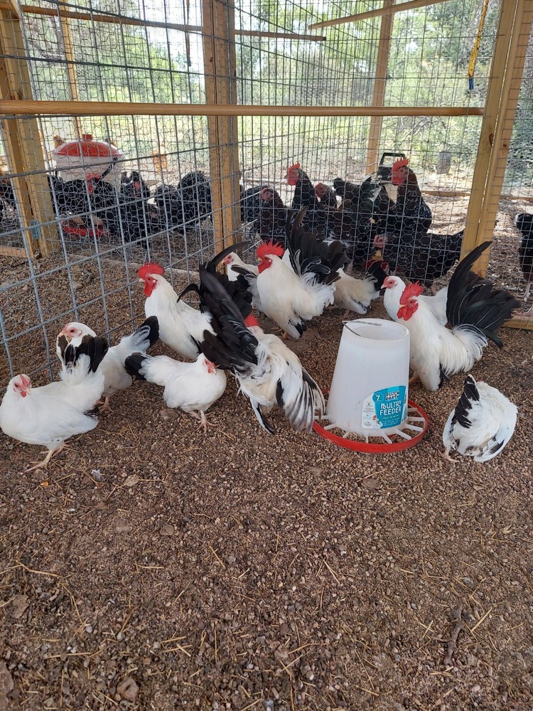 Black Tail White Japanese Chicken Hatching Eggs 10+