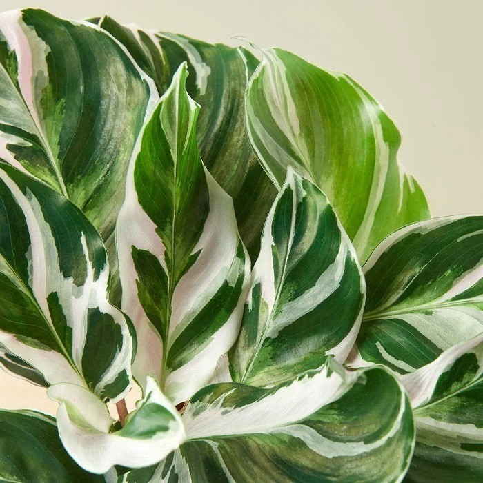 Calathea 'White Fusion' 4" Pot