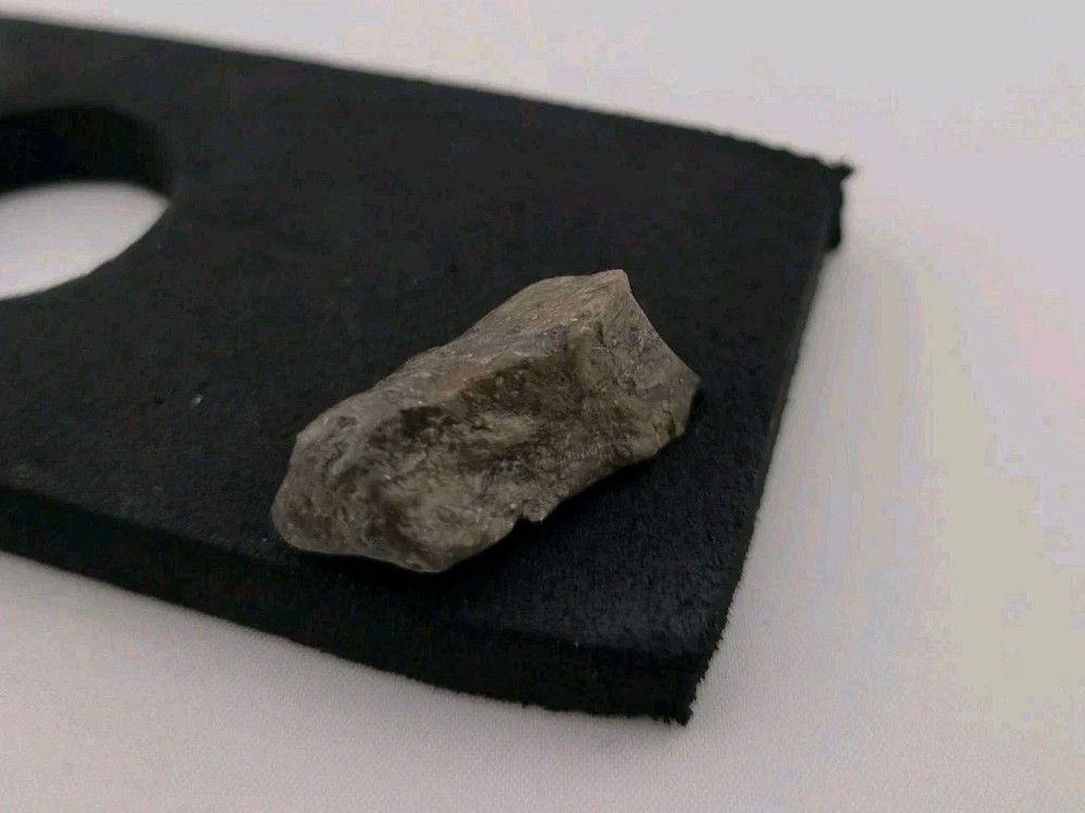 Fossil Dinosaur Permineralized Tooth T-rex 🦖