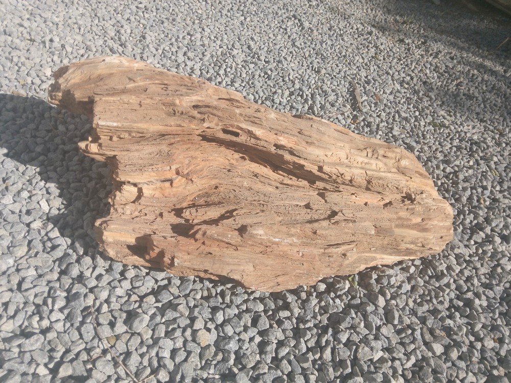 large petrified wood log