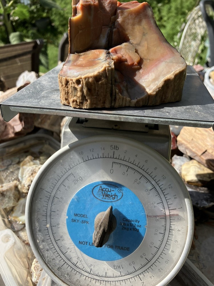 Arizona Petrified Wood