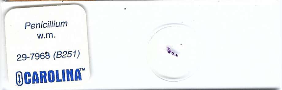 Penicillium sp. w.m. Microscope Slide