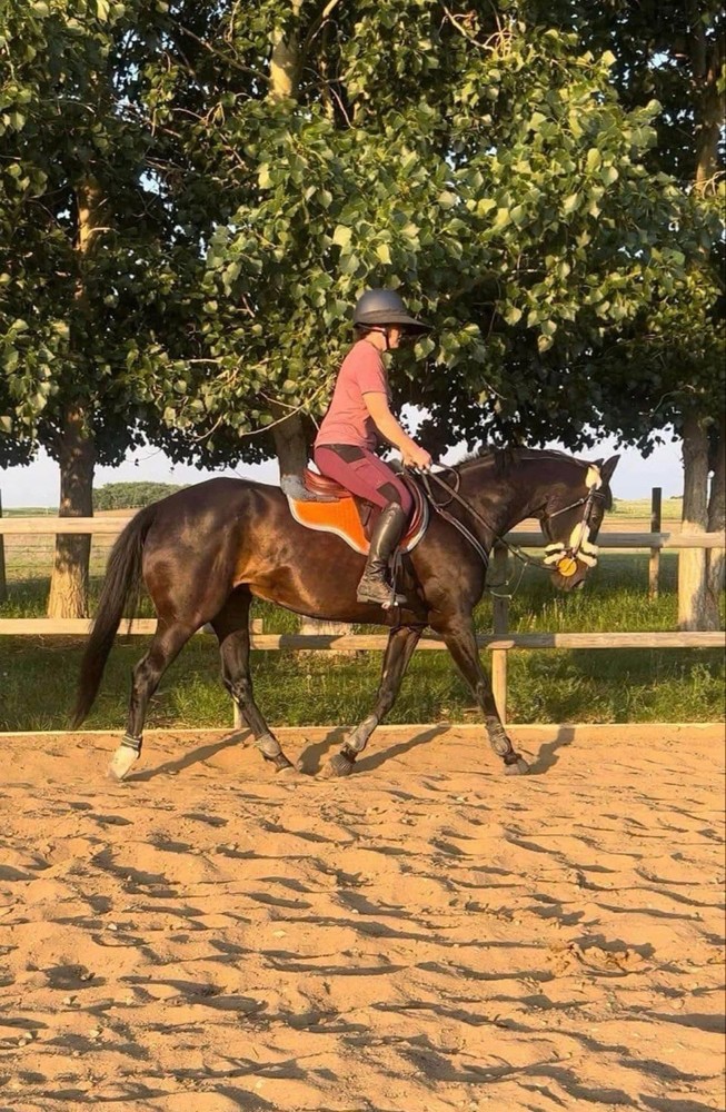 Premier Equine Matching Set