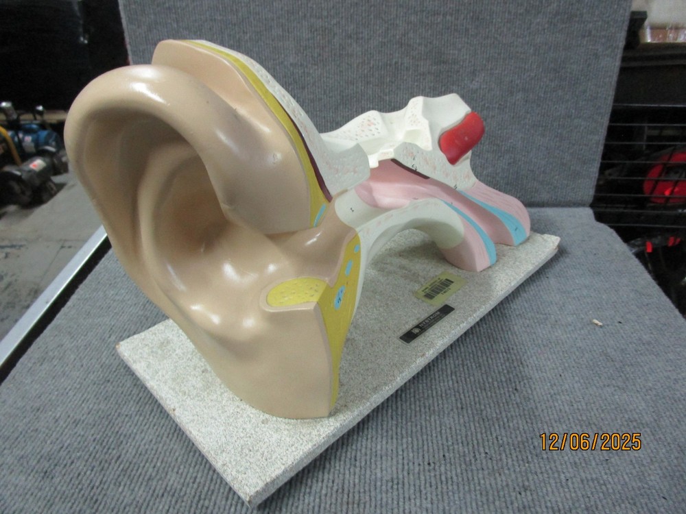 Vintage Nystrom Large Ear Teaching Model