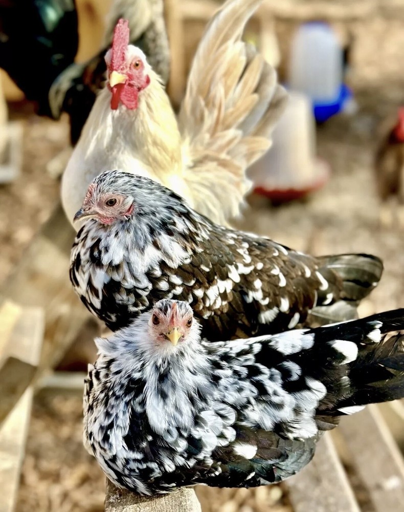Serama Chicken Hatching Eggs 6+
