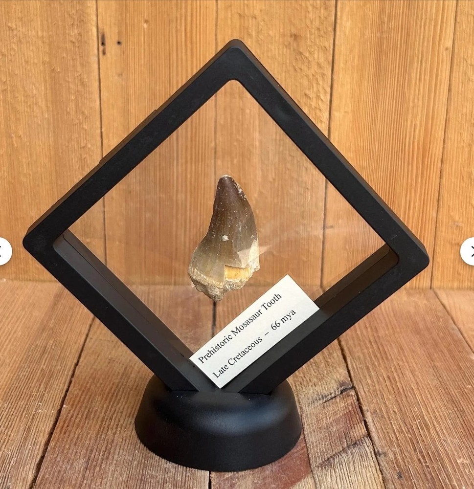 Large Authentic Real Fossil Dinosaur Mosasaur Tooth w/ 3D Frame Stand