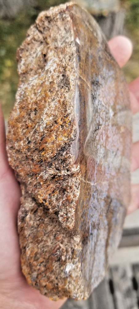 Agatized Dinosaur Gem Bone Blue White Cells Polished 801g Specimen Display