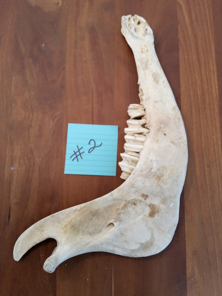 Moose Jaw bone 50 Years Old