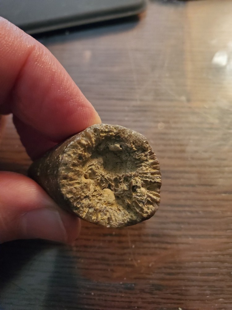 Primitive Ancient Petrified Animal Tooth Prehistoric Dinosaur Unknown