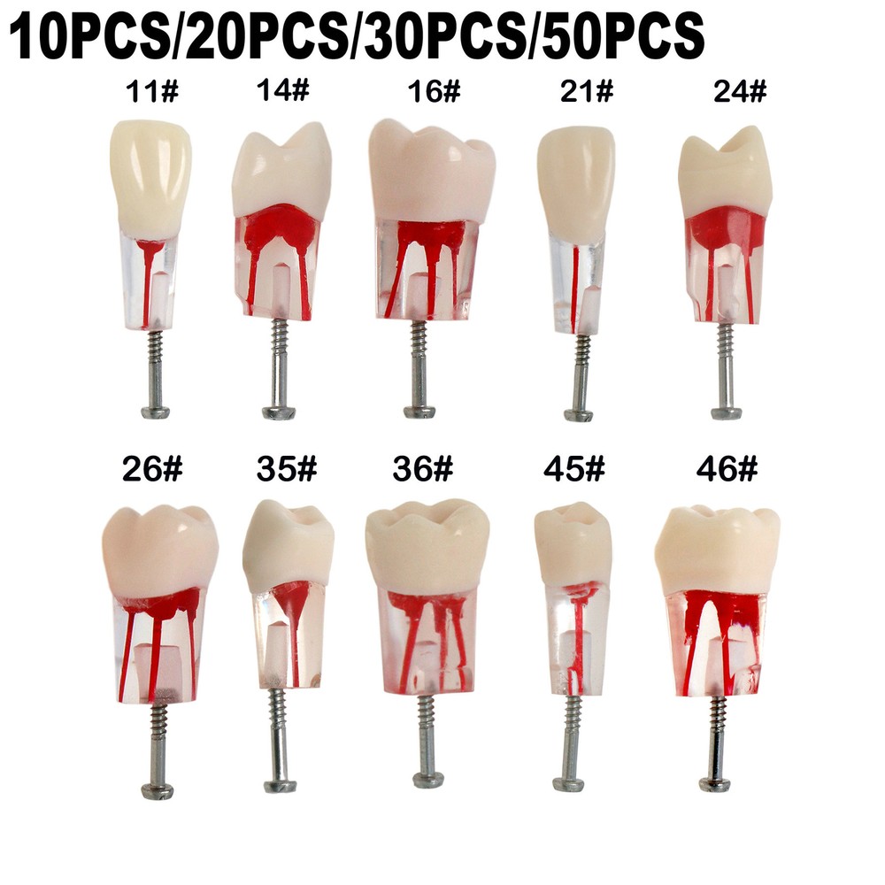 Dental Endo Root Canal Teeth Models Study RCT Practice Typodont Model #8006