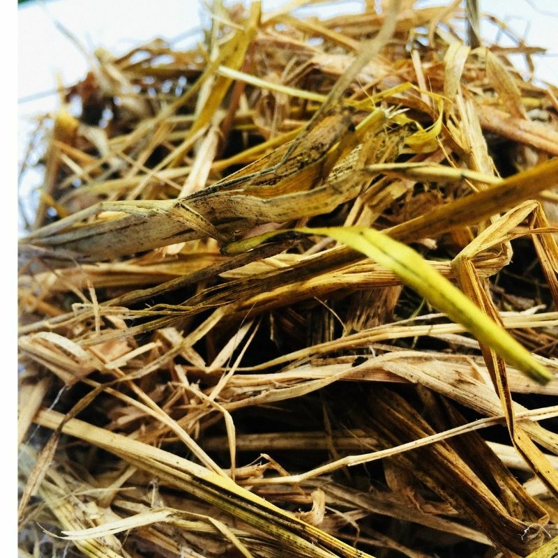 Straw Dry Pcs Organic Natural Compost Soil Hydroponics Substrate Organic Ceylon