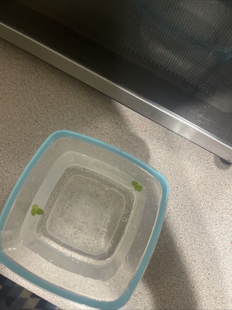 Duck Weed *bonus Floater*