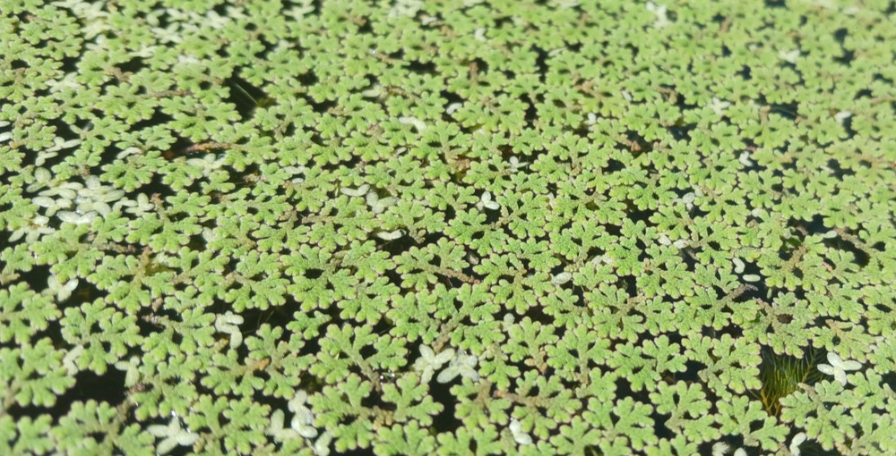 Azolla (Azolla caroliniana) - MINIMUM ORDER (Must order at least 3 ounces).