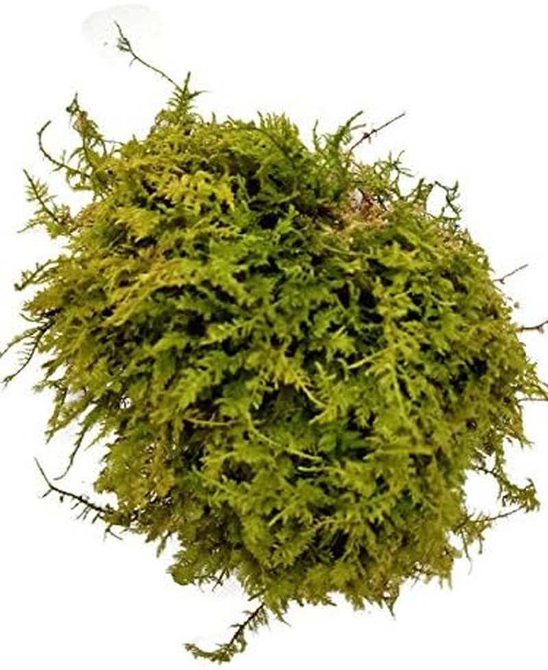 Live Terrarium Moss Assortment
