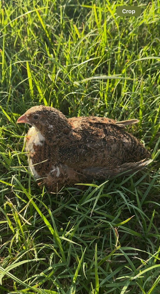 10+ Celadon Blue Coturnix Quail Hatching Eggs **100% TRUE BLUE**