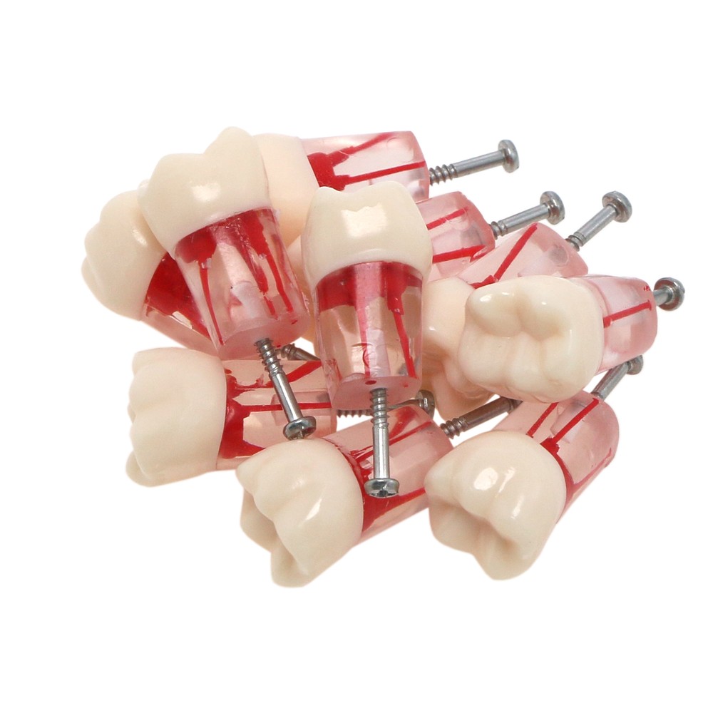 10PCS Root Canal Dental Study Model RCT Practice Typodont Model Teeth Tool