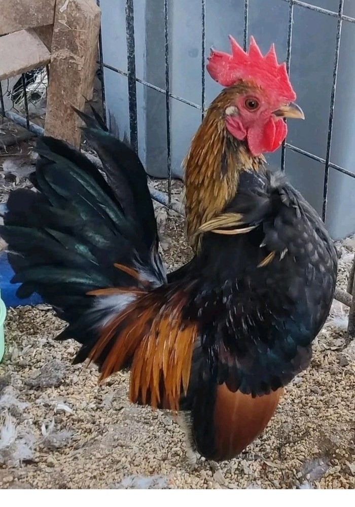 6+ Serama Hatching Eggs. Smooth and frizzle