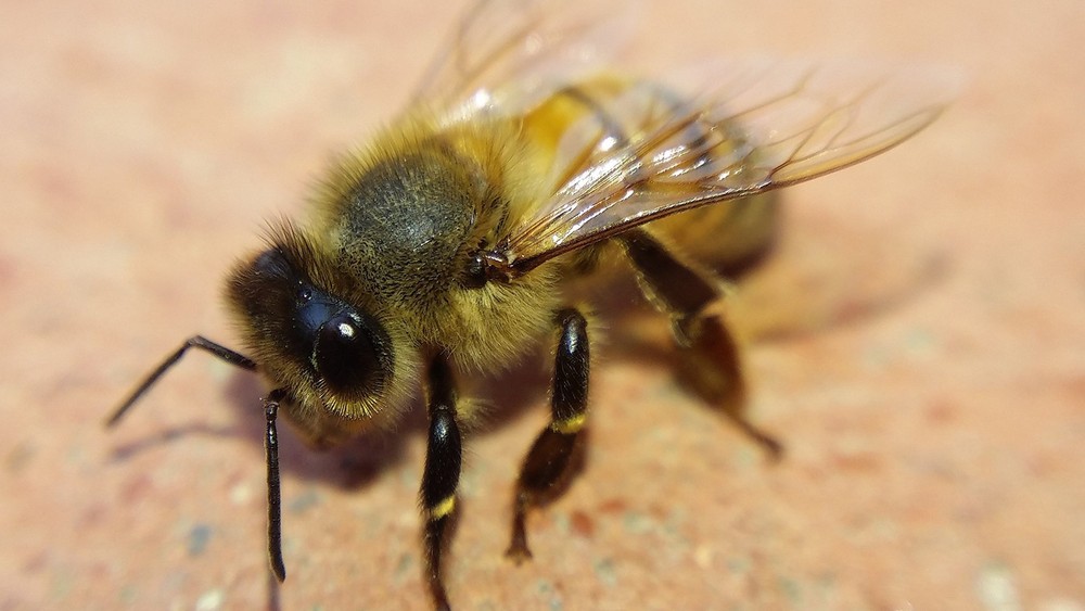 Blips Macro Kit - mini-Lenses for Smartphone and Tablet