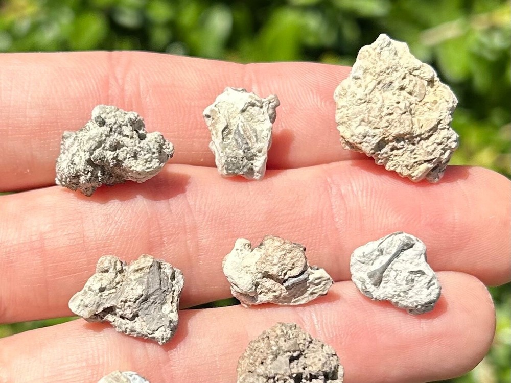 Fossil Reptile / Amphibian Bones Matrix ONE PER PURCHASE Captorhinus Cacops etc