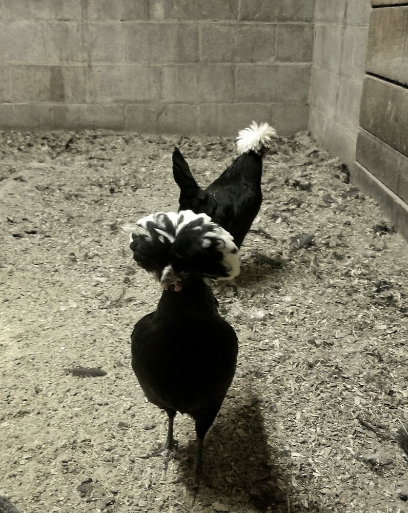 White Crested Black Polish Hatching Eggs - Chicken
