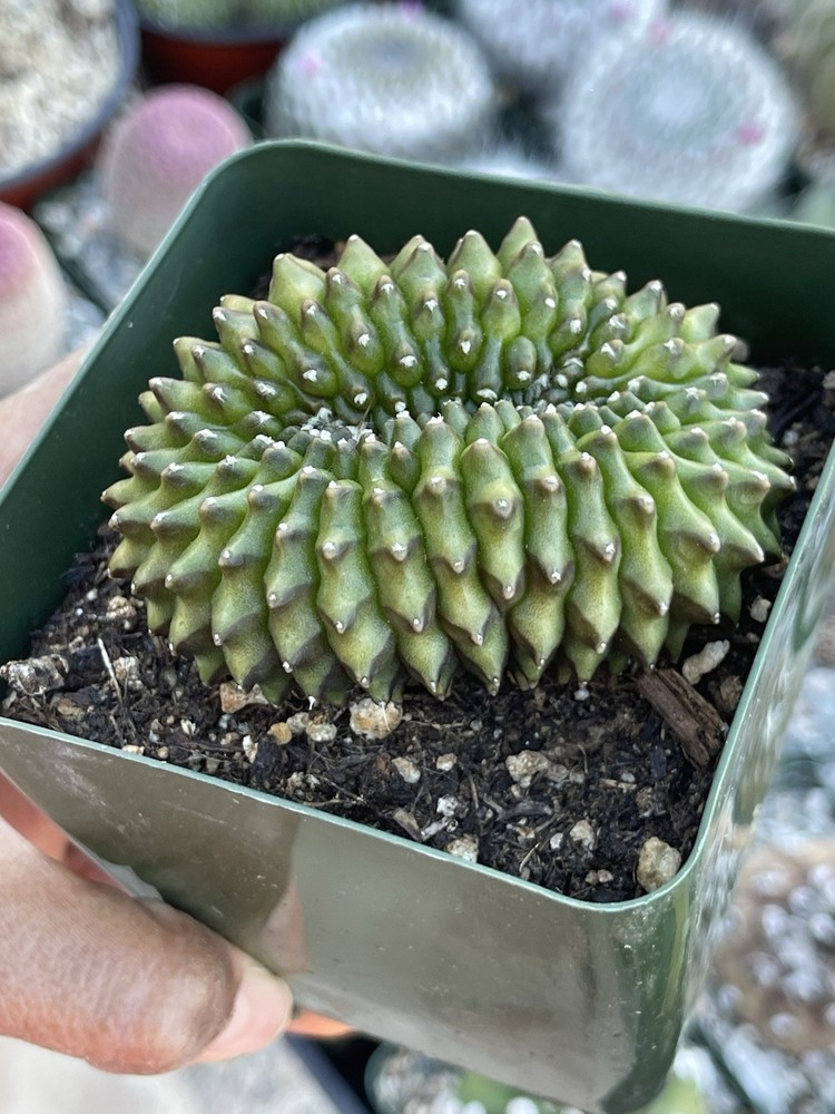 3.5” Crested Gymnocalicium Inermis | Spineless Cactus