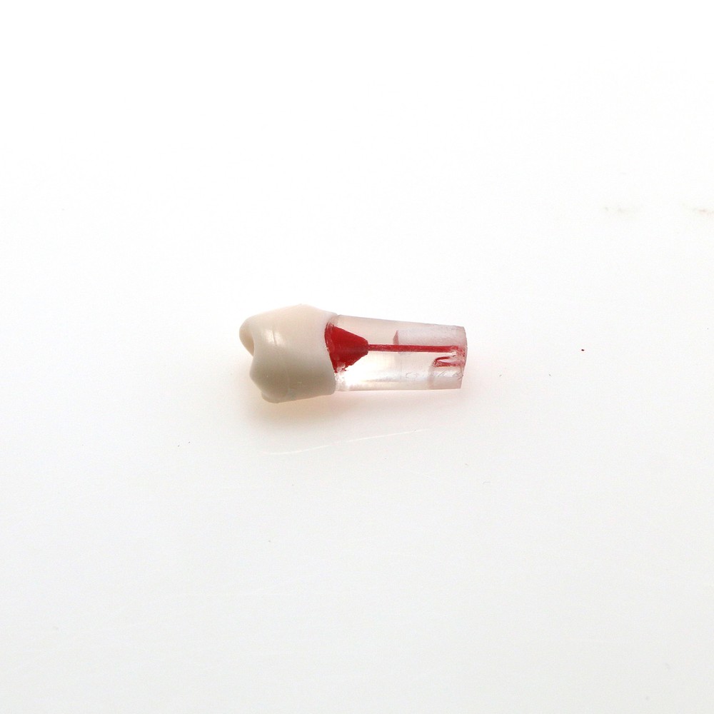 10Pcs Dental Root Teeth Canal Pulp Cavity RCT Endodontic Practice Teeth Model
