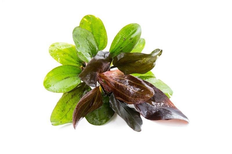 Amazon Sword Echinodorus (Red Pearl) In 2" Pot