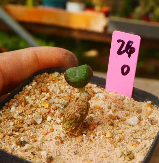 RareSucculent Plant Tylecodon opelii OwnRoot Random Boutique
