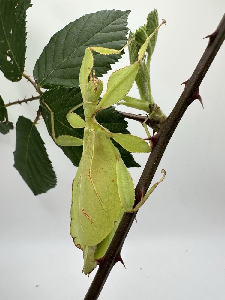 phyllium philippinicum 1ct Live Feeder Insect