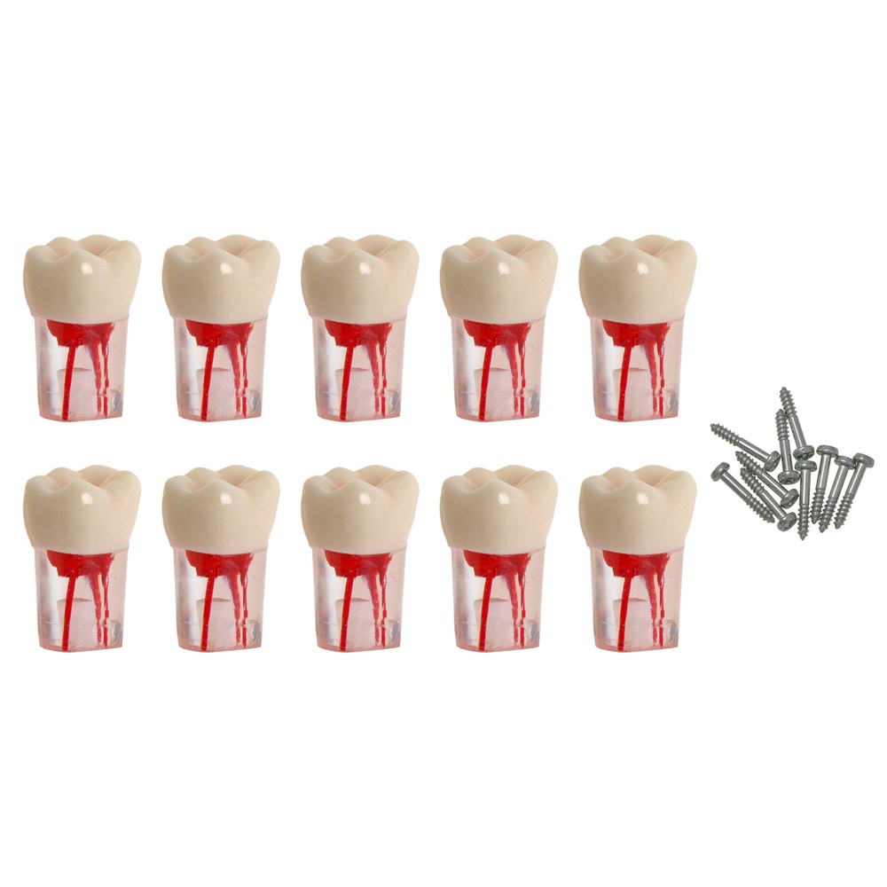 10PCS Root Canal Dental Study Model RCT Practice Typodont Model Teeth Tool