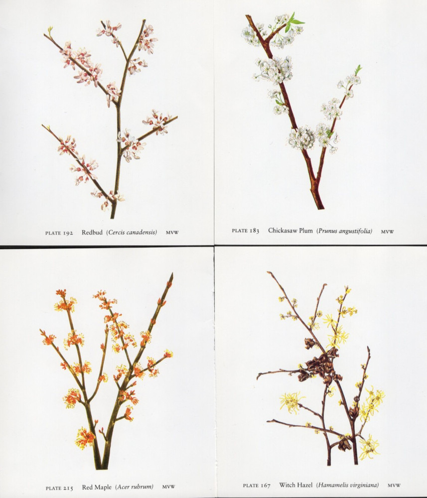 Tiny Junk Journal Florals Tree Blossoms Red Maple etc , 4 Illustrations