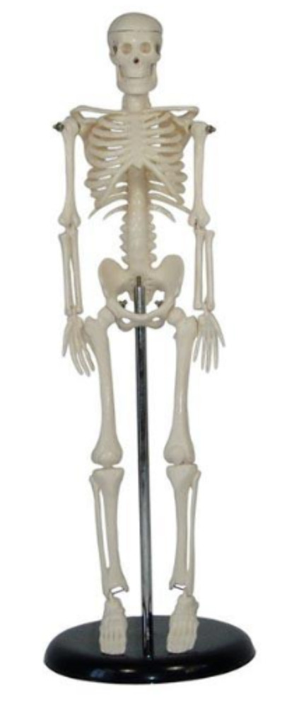 Skeleton Model with Support Stand, 17 in. (43 cm)