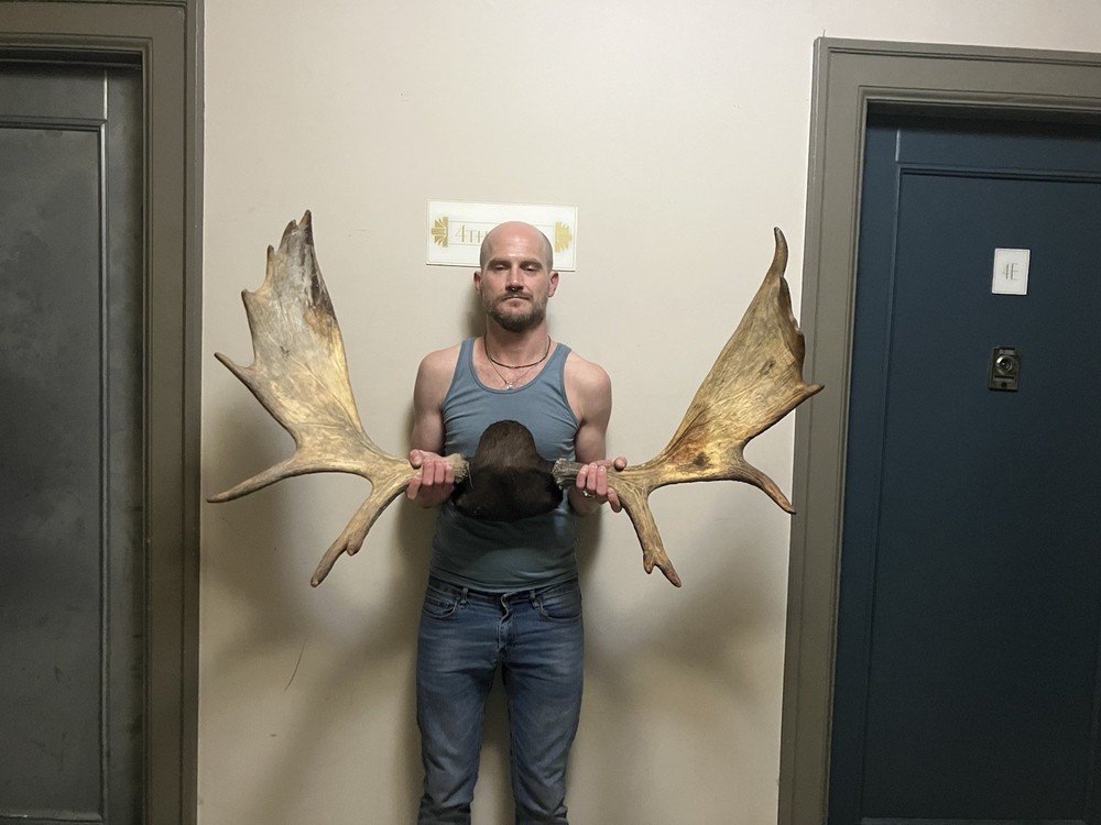 Large Mounted Moose Antlers