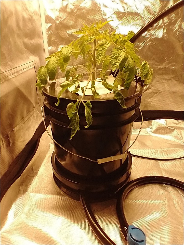 Drip Hydroponic Grow System Complete Super Size Plants Auto-feed Set Up USA Made
