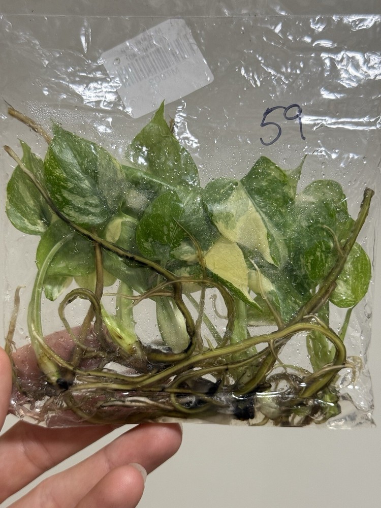 6 Variegated Monstera Thai Constellation TC Bag