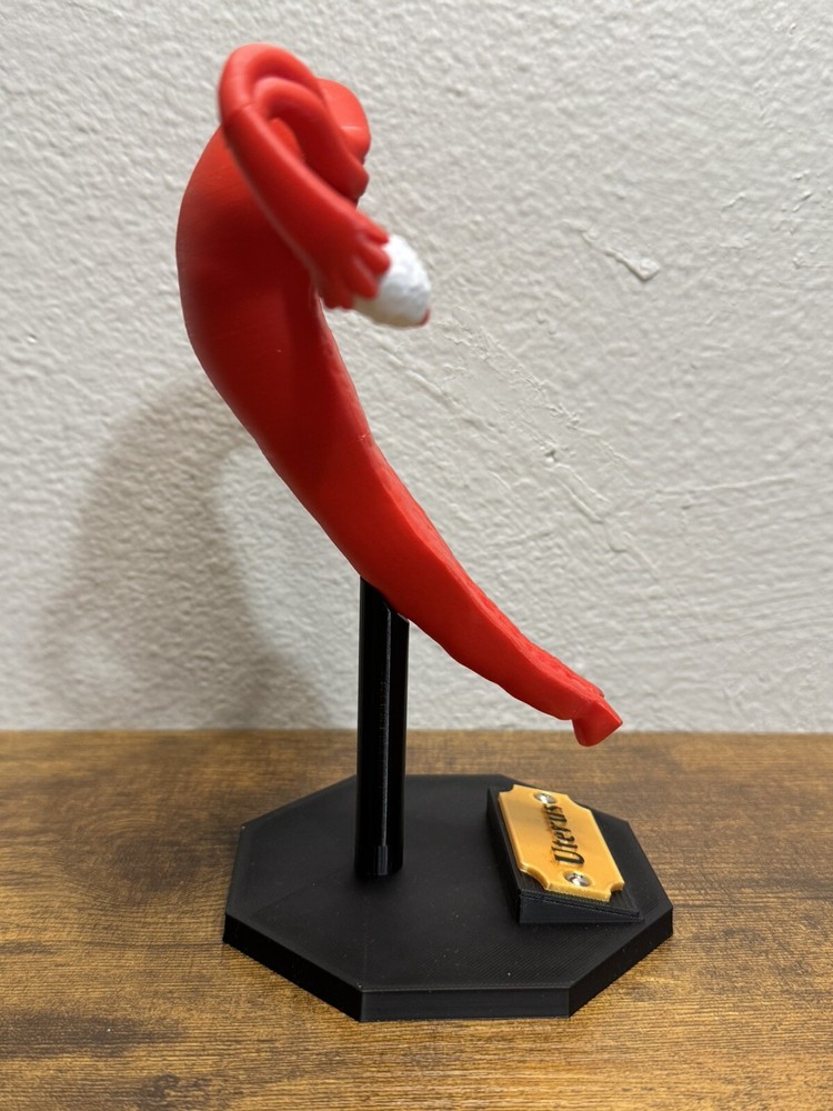 School teaching Pathological Anatomical Model Human Female Uterus 3D Printed