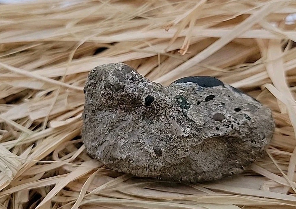 Egg Fossil Reptile Permineralized Compression Fossil