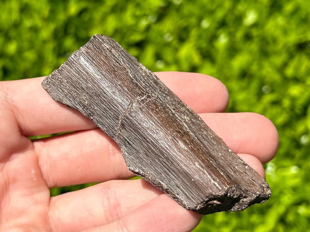 Rare Protostega Fossil Cretaceous Turtle Bone Dinosaur Ozan Formation