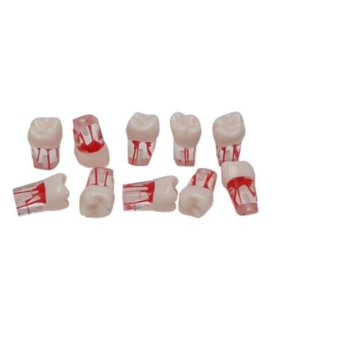 Dental Endo Root Canal Practice Teeth Model Pulp Study Practice Pulp Cavity #26