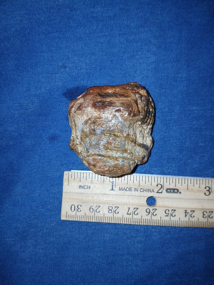2 oz Agatized Petrified Wood Natural State Unchanged