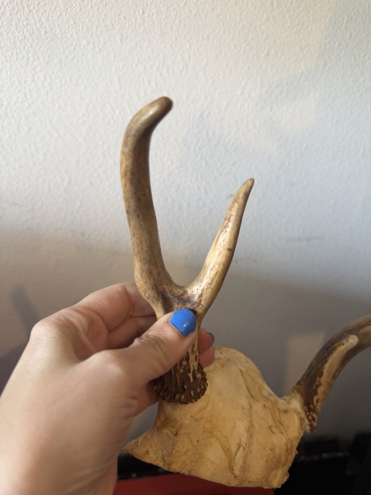 Deer Antlers