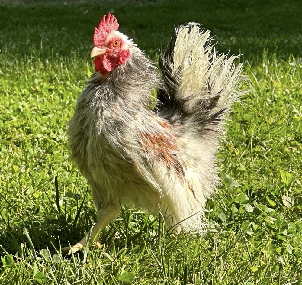 12 + Fertile Serama Chicken Hatching Eggs
